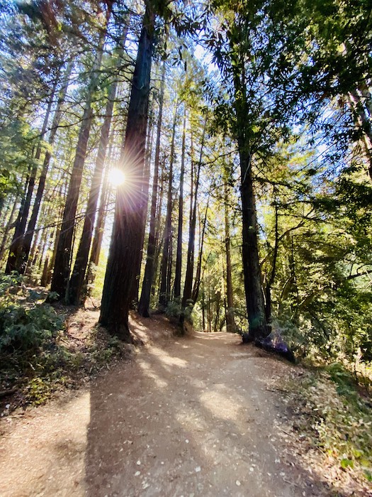Redwood regional park 